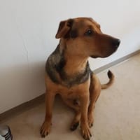 Pasa - Rüde, Hund zur Adoption