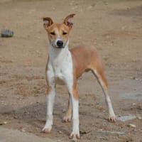 Olimpo sucht seine Menschen, Hund zur Adoption