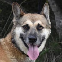 GINO sucht seinen Lieblingsmensch, Hund zur Adoption