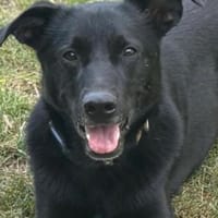 FIETE sucht ein neues Zuhause, Hund zur Adoption