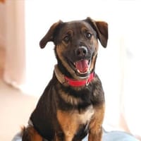 Ganz lieber, junger Simba bei München!, Hund zur Adoption