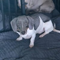 Huub, Hund zur Adoption