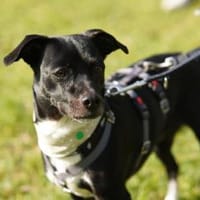 Cuba sucht ein neues Zuhause, Hündin zur Adoption