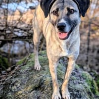 Traumhund Liam, Hund zur Adoption