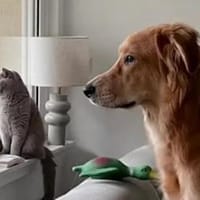 OREO - er sucht sein Glück, Hund zur Adoption