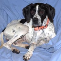 AGATHI - zauberhafte Junghündin, Hündin zur Adoption