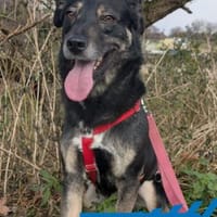 Karina - neugieriges, herziges Madl, Hündin zur Adoption