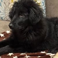 Hast du ein Körbchen frei für Ping?, Hund zur Adoption