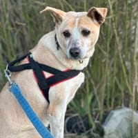 Arby 3/23 m auf der Suche, Hund zur Adoption