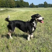 Blueberry sucht ihre Traumfrau, Hündin zur Adoption