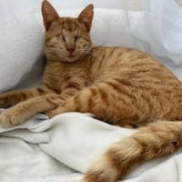 Unser besonderes Katzenseelchen Samson, Kater zur Adoption