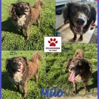 Schüchterner Milo sucht Familie, Hund zur Adoption