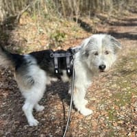 Amelio sucht sein Für- immer Zuhause..., Hund zur Adoption