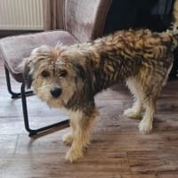 Wird Ronja deine treue Begleiterin?, Hündin zur Adoption