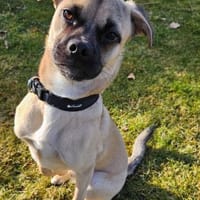 Xander, Hund zur Adoption