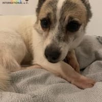 Tilda auf Pflegestelle, Hündin zur Adoption