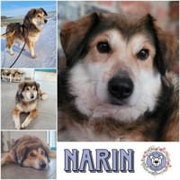 NARIN * Charmant & sanft, Hündin zur Adoption
