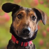 ARIS - lebenslustig&lernfreudig, Hund zur Adoption