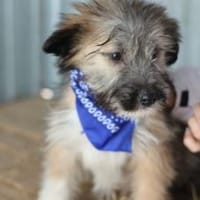 Booster wartet auf sein Für-Immer-Zuhaus, Hund zur Adoption