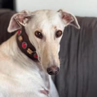 Romeo10 sucht ein Zuhause, Hund zur Adoption