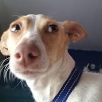 Hada3 sucht ein Zuhause, Hündin zur Adoption