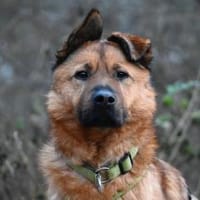 Keano - Rüde, Hund zur Adoption