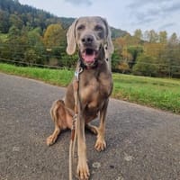 Grizzly - Rüde, Hund zur Adoption