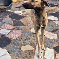 Romy auf Pflegestelle, Hündin zur Adoption