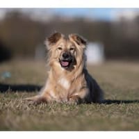 Aaron - wartet in 99427 Weimar, Hund zur Adoption