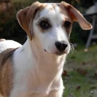 MARTINA - ab Februar auf PS in Berlin, Hündin zur Adoption