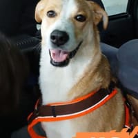 Jas - suche souveräne Partner, Hündin zur Adoption