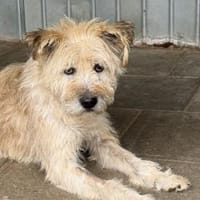 Senior Erwin sucht warmes Plätzchen, Hund zur Adoption