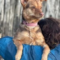 Nadine 8/24 W sucht ihr Zuhause, Hündin zur Adoption