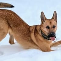 Wer öffnet sein Herz für Tamani ?, Hündin zur Adoption