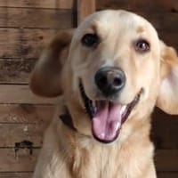 Charlie- wer nimmt sich Zeit für mich?, Hund zur Adoption