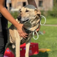 Lucky-Klarer Typ sucht klare Menschen, Hund zur Adoption