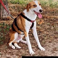 LORENZO - sucht ein Zuhause......, Hund zur Adoption