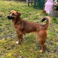 Kleine Nika sucht Familienanschluss, Hündin zur Adoption