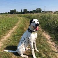 Limon sucht ein Zuhause, Hund zur Adoption