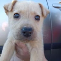 Zeus, Hund zur Adoption