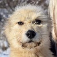 Wer schenkt Rigobert sein Herz?, Hund zur Adoption