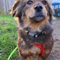 Nelly möchte endlich ankommen - bei dir?, Hündin zur Adoption