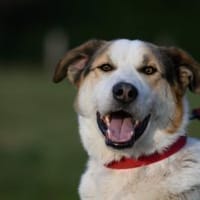 Sharky- Kinderfreund sucht Familie, Hund zur Adoption