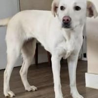 Schenkst du Polaris ein Zuhause?, Hündin zur Adoption