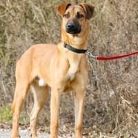 Maddox- sucht ruhiges ländliches Zuhause, Hund zur Adoption