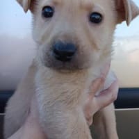 Coniac, Hund zur Adoption