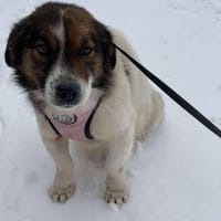 Patch möchte so gerne ein Zuhause, Hund zur Adoption