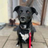 August- Großes Herz sucht Familie, Hund zur Adoption