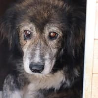 Yamka - sucht dringend ein Zuhause, Hündin zur Adoption