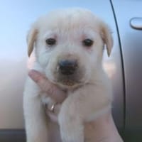 Lady, Hündin zur Adoption